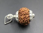 6 Mukhi Rudraksha