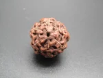 6 Mukhi Rudraksha