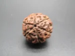 6 Mukhi Rudraksha