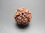 6 Mukhi Rudraksha