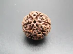 6 Mukhi Rudraksha