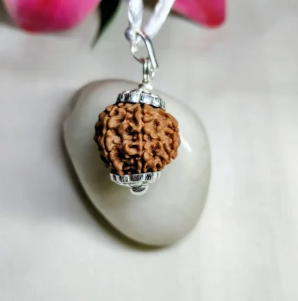7 Mukhi Rudraksha