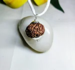 7 Mukhi Rudraksha