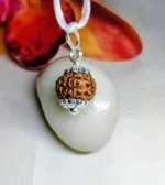 7 Mukhi Rudraksha