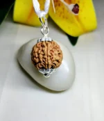 7 Mukhi Rudraksha