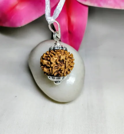 7 Mukhi Rudraksha