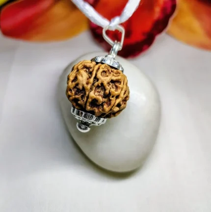 7 Mukhi Rudraksha