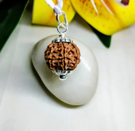 7 Mukhi Rudraksha