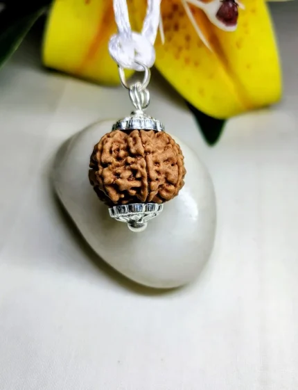 7 Mukhi Rudraksha