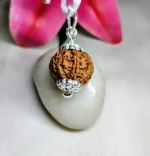 7 Mukhi Rudraksha