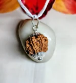 7 Mukhi Rudraksha