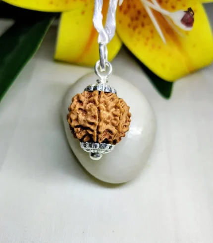 7 Mukhi Rudraksha