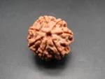 7 Mukhi Rudraksha