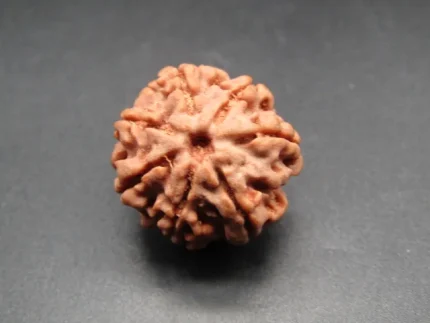 7 Mukhi Rudraksha