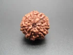 7 Mukhi Rudraksha