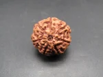 7 Mukhi Rudraksha