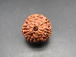 7 Mukhi Certificate