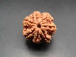 7 Mukhi Rudraksha