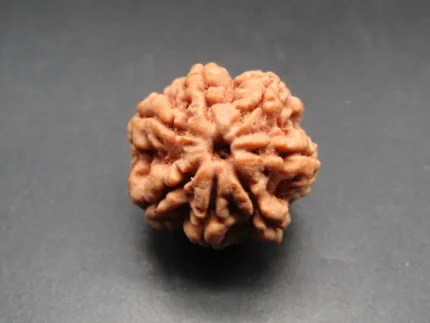 7 Mukhi Rudraksha