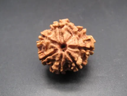 7 Mukhi Rudraksha