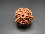 7 Mukhi Rudraksha