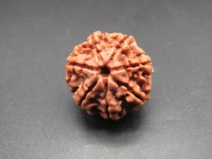 7 Mukhi Rudraksha