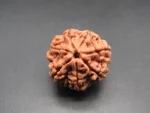 7 Mukhi Rudraksha