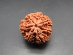 7 Mukhi Rudraksha