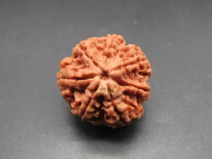 7 Mukhi Rudraksha