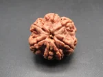 7 Mukhi Rudraksha