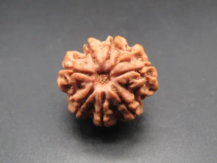 7 Mukhi Rudraksha