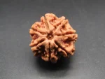7 Mukhi Rudraksha