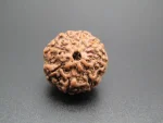 8 Mukhi Rudraksha
