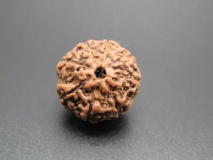 8 Mukhi Rudraksha