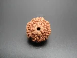 8 Mukhi Rudraksha