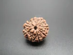 8 Mukhi Rudraksha