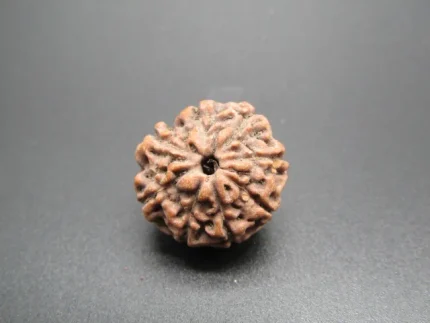 8 Mukhi Rudraksha