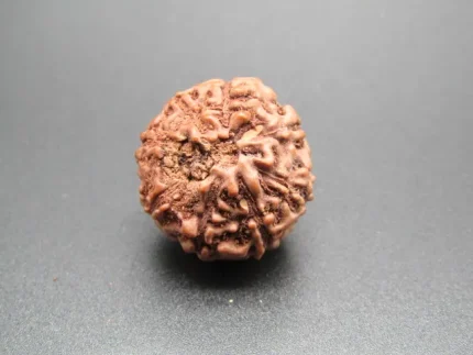 8 Mukhi Rudraksha