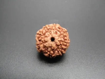 8 Mukhi Rudraksha