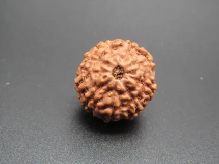 9 Mukhi Rudraksha