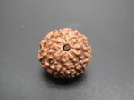9 Mukhi lab Rudraksha