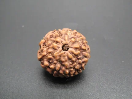 9 Mukhi lab Rudraksha