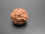 9 Mukhi Rudraksha