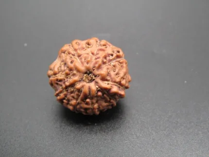 9 Mukhi Rudraksha