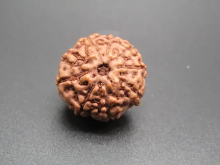 9 Mukhi Rudraksha