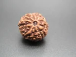 9 Mukhi Rudraksha