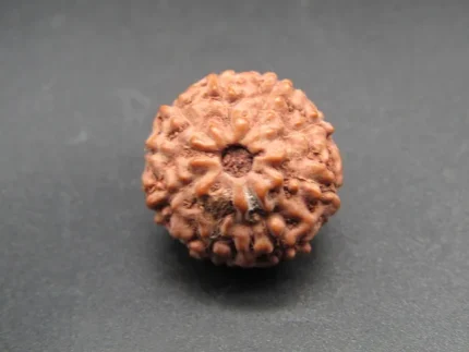 9 Mukhi Rudraksha