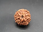 9 Mukhi Rudraksha