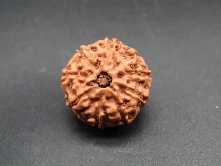 9 Mukhi Rudraksha