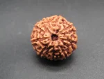9 Mukhi Rudraksha